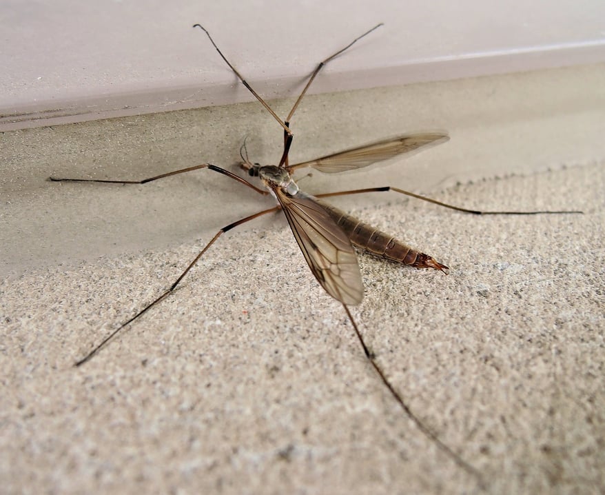 Exterminate crane flies in your NJ or PA home.